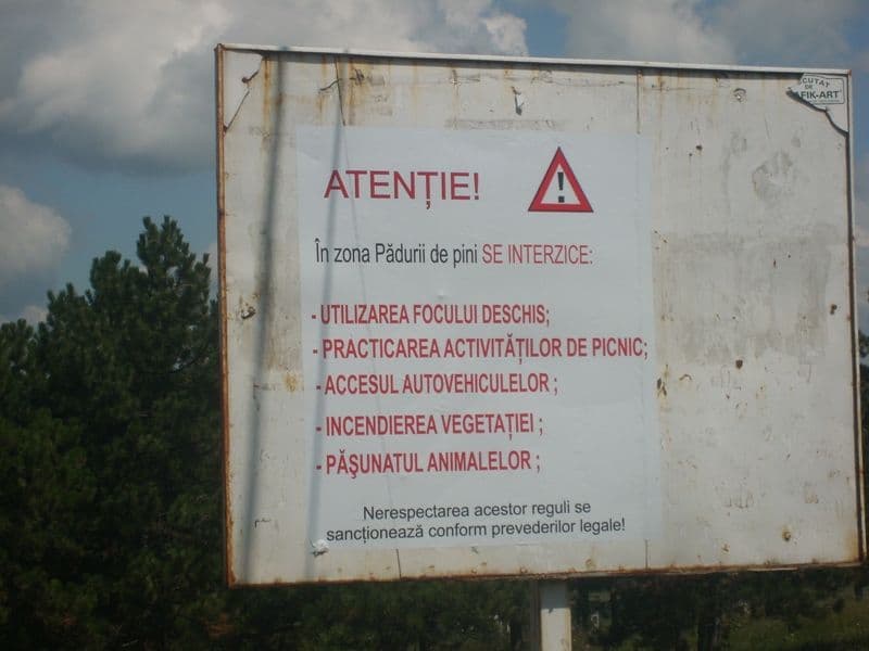 Campingul la Pini este interzis
