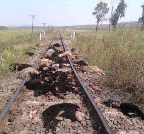 Imagini șocante: Trenul Iaşi-Dorohoi a deraiat, după ce a intrat în plin într-o turmă de oi