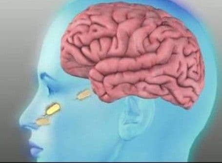 Amiba care se hrăneşte cu creier uman a ucis trei oameni