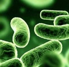 Spălatul fructelor şi legumelor nu este o garanţie împotriva bacteriilor agresive