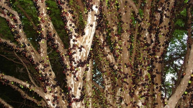 Copacul ciudat din America de Sud: fructele cresc direct pe trunchi