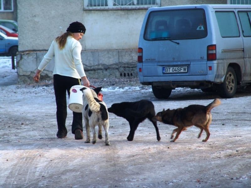 Dorohoi caini fara stapan