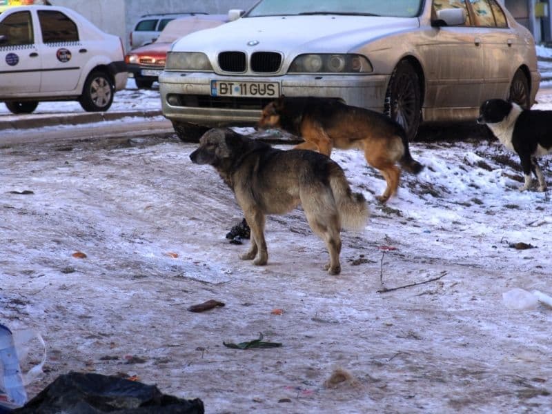Dorohoi caini fara stapan (2)