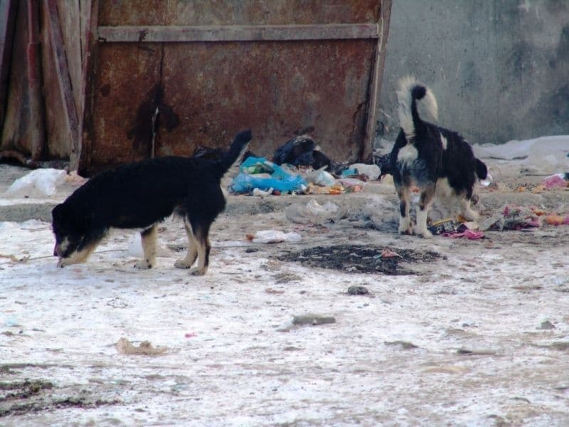 Dorohoi caini fara stapan (3)