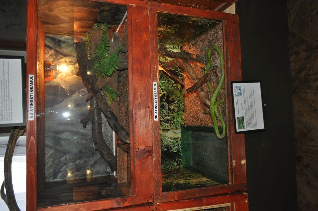 Expoziţie cu reptile vii Dorohoi (4)