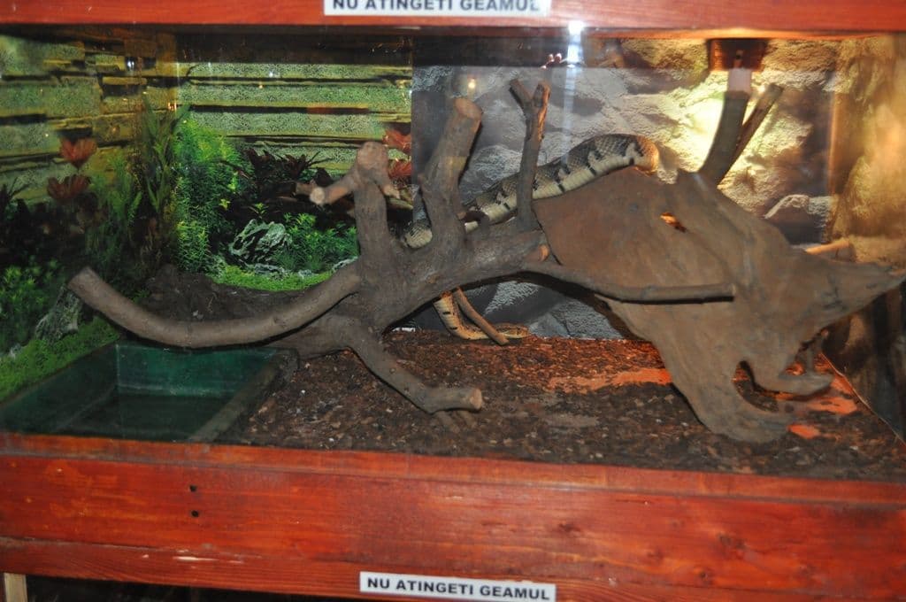 Expoziţie cu reptile vii Dorohoi (5)