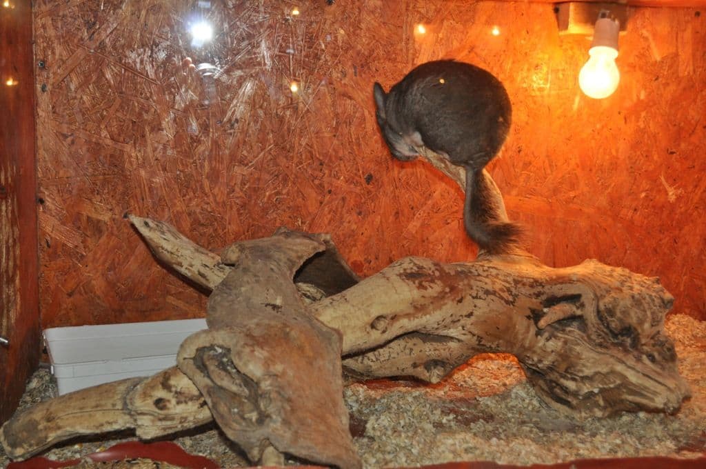 Expoziţie cu reptile vii Dorohoi (6)