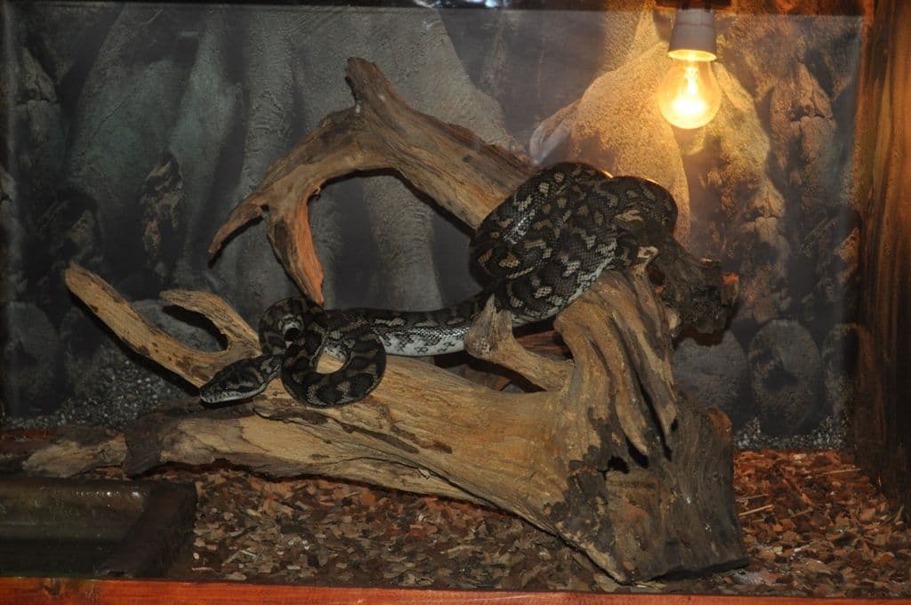 Expoziţie cu reptile vii Dorohoi (7)