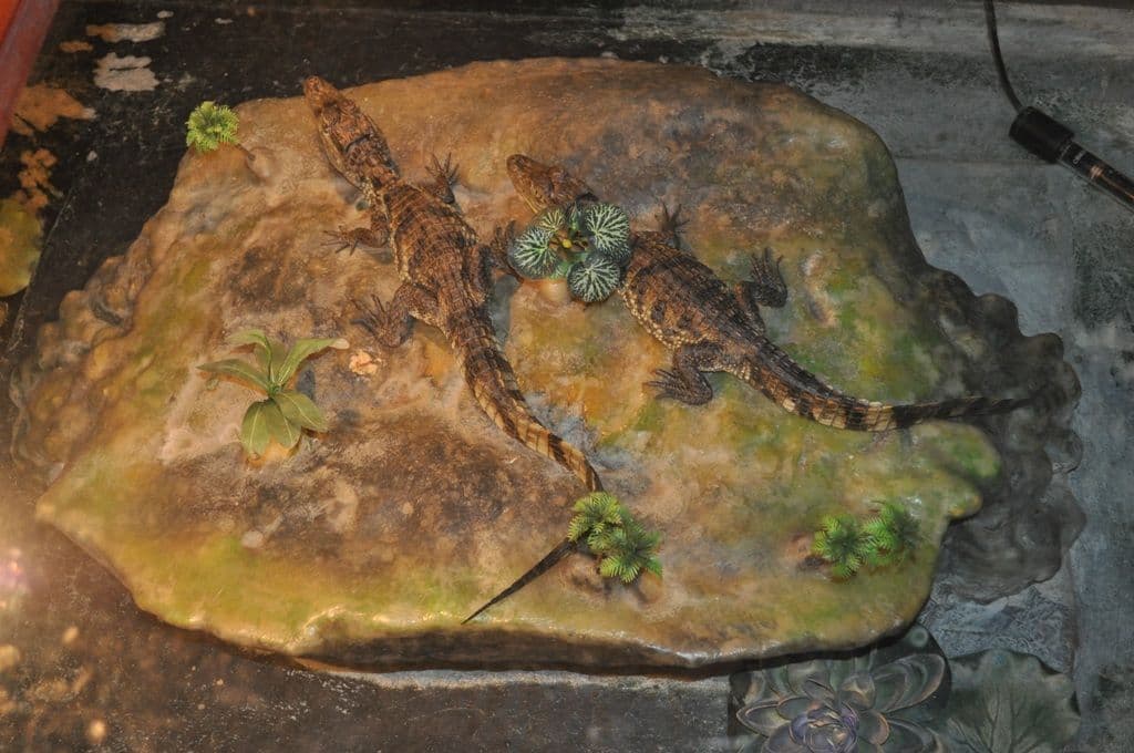 Expoziţie cu reptile vii Dorohoi (8)