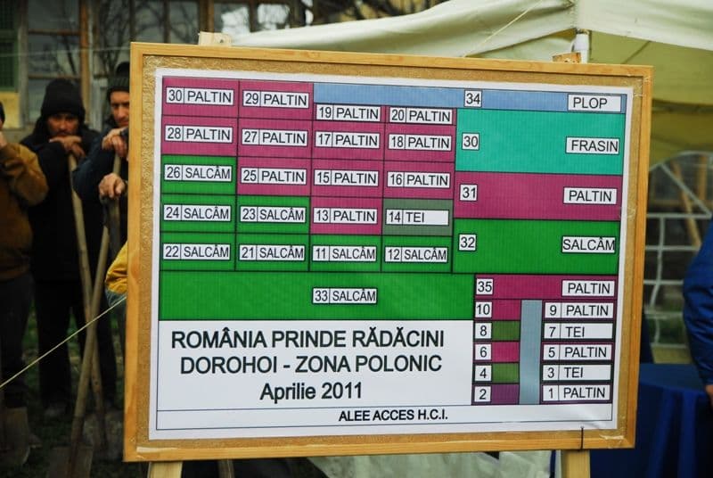 România prinde rădăcini la Dorohoi (4)