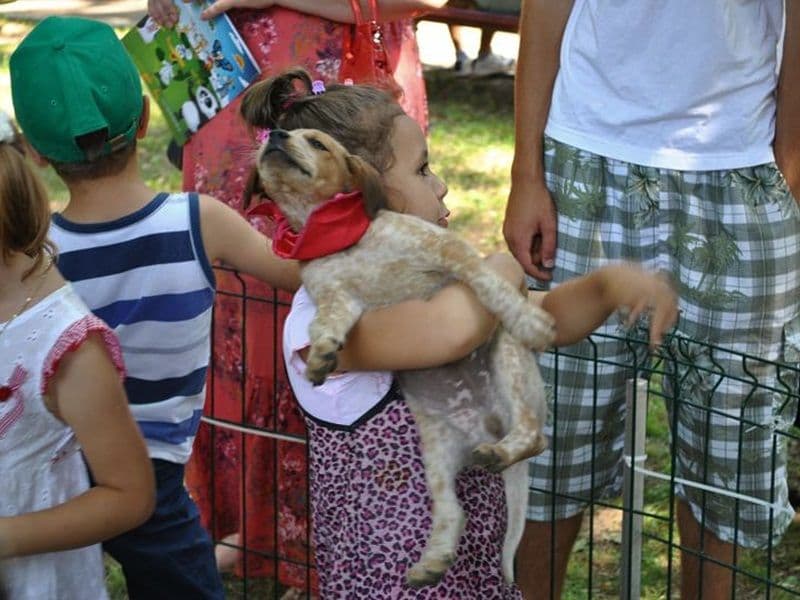 ADOR_ADOPTII_CATEI005