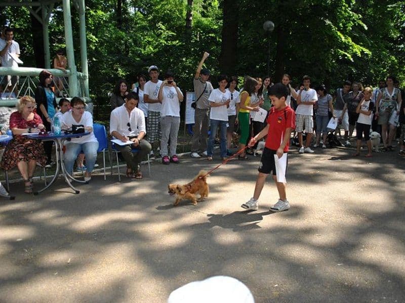 ADOR_ADOPTII_CATEI017