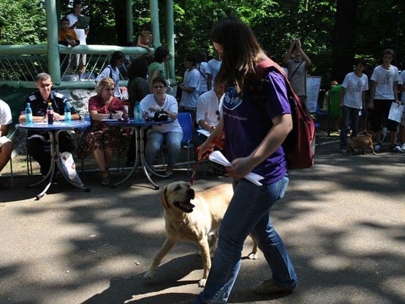 ADOR_ADOPTII_CATEI015