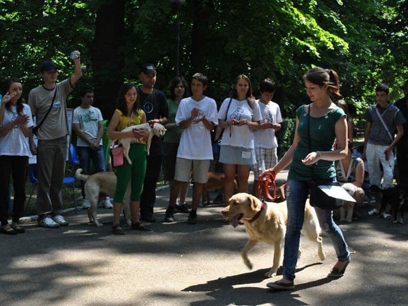 ADOR_ADOPTII_CATEI025