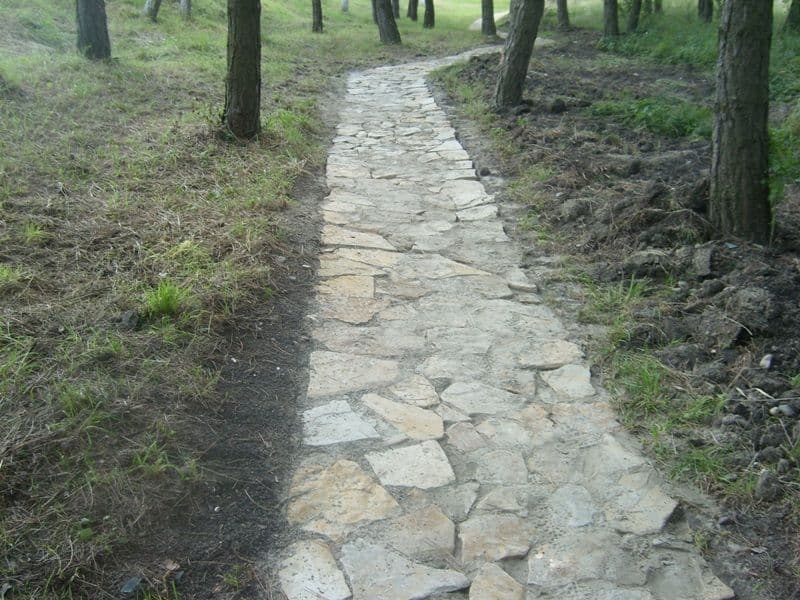 Dorohoi Pini (2)