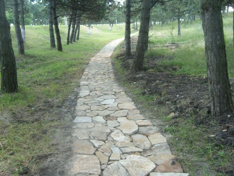 Dorohoi Pini (3)