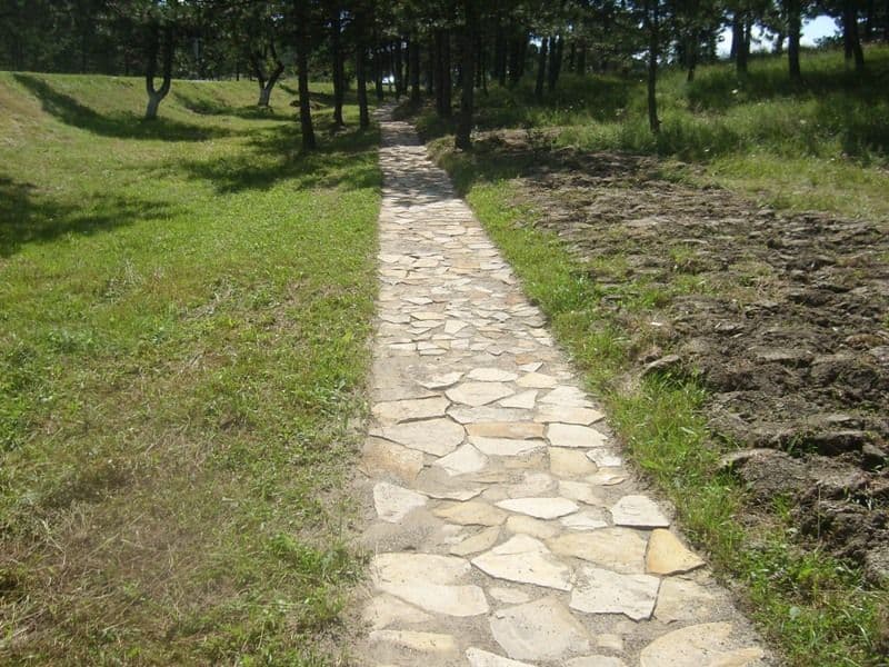 Dorohoi Pini (4)