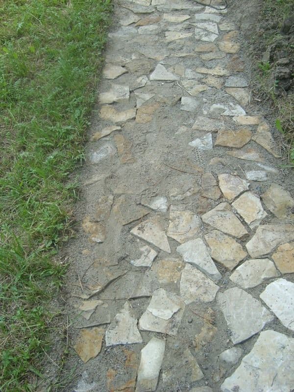 Dorohoi Pini (5)
