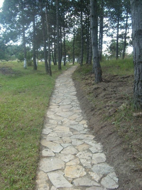 Dorohoi Pini (6)