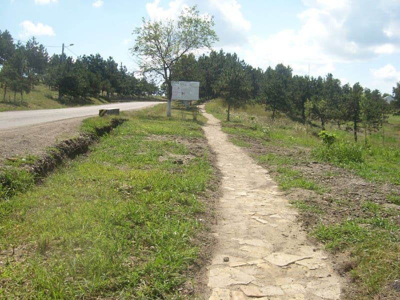 Dorohoi Pini (7)