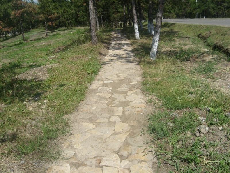 Dorohoi Pini (8)