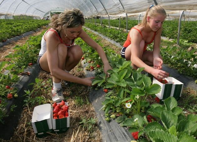 75 locuri de muncă pentru lucrători în agricultură în Danemarca