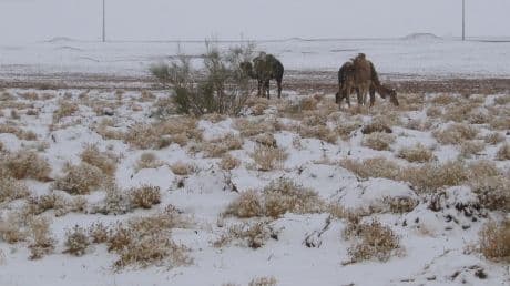 Fenomen extrem de rar: a nins în deşertul Sahara