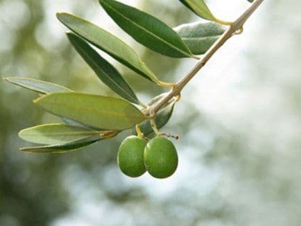 Tratamente naturale cu proprietăți antibacteriene