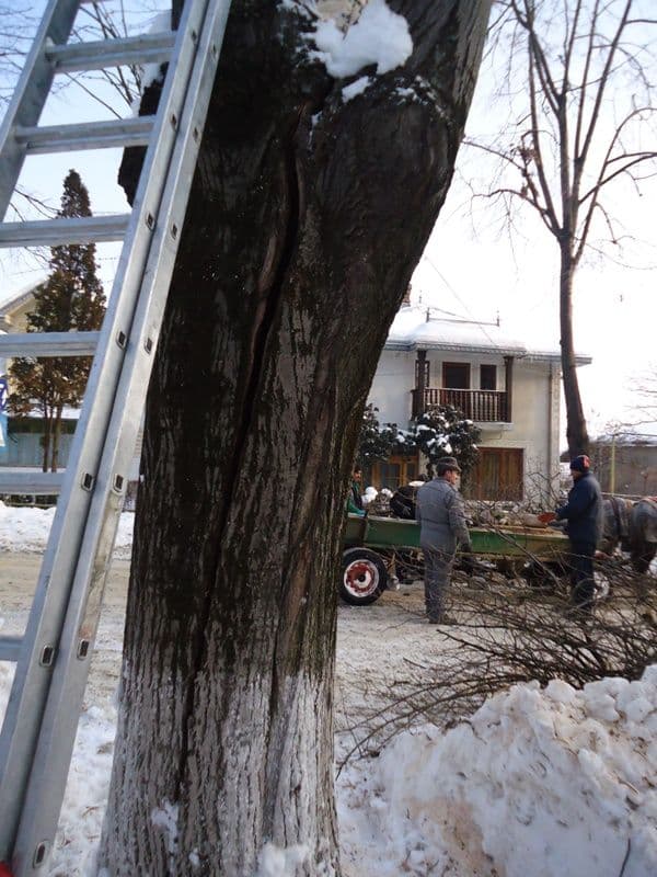 Municipalitatea a început tăierea arborilor crăpaţi de ger 