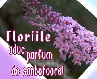 Obiceiuri şi superstiții: Ce nu ştiai despre Duminica Floriilor