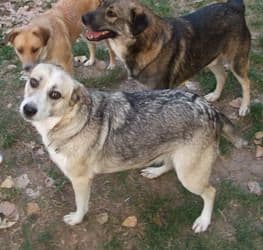 Șocant: Focar de infecție într-o locuință din Dorohoi