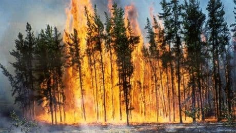 Incendiu puternic lângă Vatra Dornei de la un grătar. 400 de persoane intervin la stingerea flăcărilor 