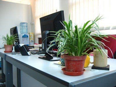 Plantele de birou apără sănătatea angajaților