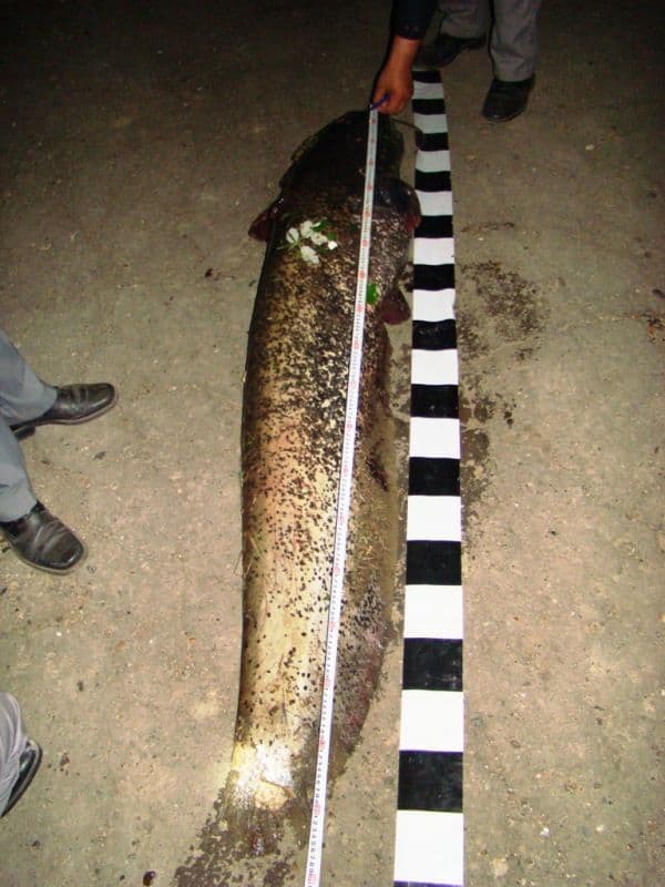 Somn de peste 40 kg pescuit din râul Prut în perioada de prohibiţie