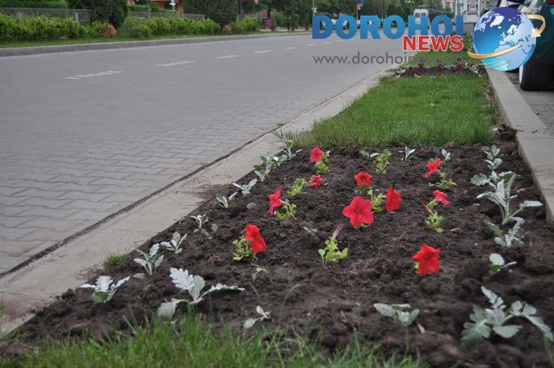 Dorohoiul va înflori din nou la sfârşitul primăverii