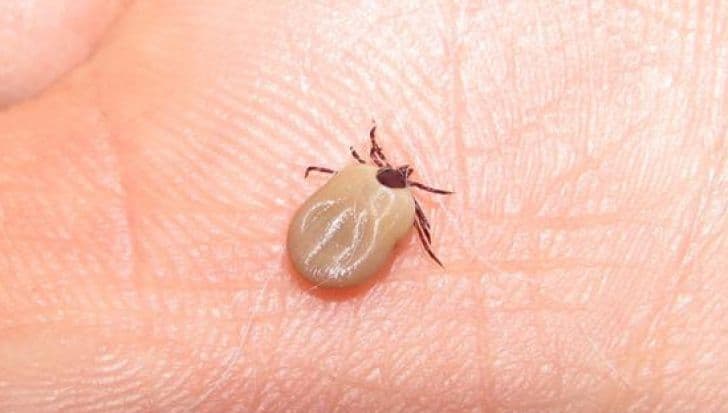 Sfaturi simple pentru a te feri de CĂPUŞE la iarbă verde