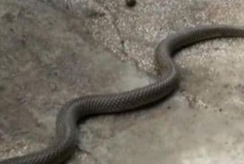 Pompierii dorohoieni, chemaţi să scoată un şarpe dintr-o locuință