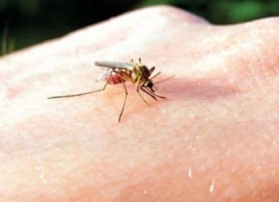 Ce să faci ca să NU atragi ţânţarii și ce REACŢII alergice poţi avea la înţepături