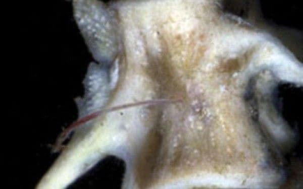 Monstrul din adâncuri care i-a uluit pe biologi. Viermele care poate dizolva oase de balenă