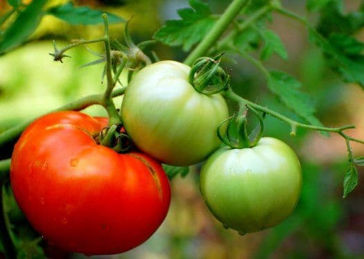 O mutaţie genetică a răpit gustul roşiilor