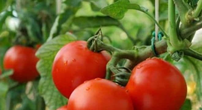 Roşiile ţin sub control obezitatea şi diabetul