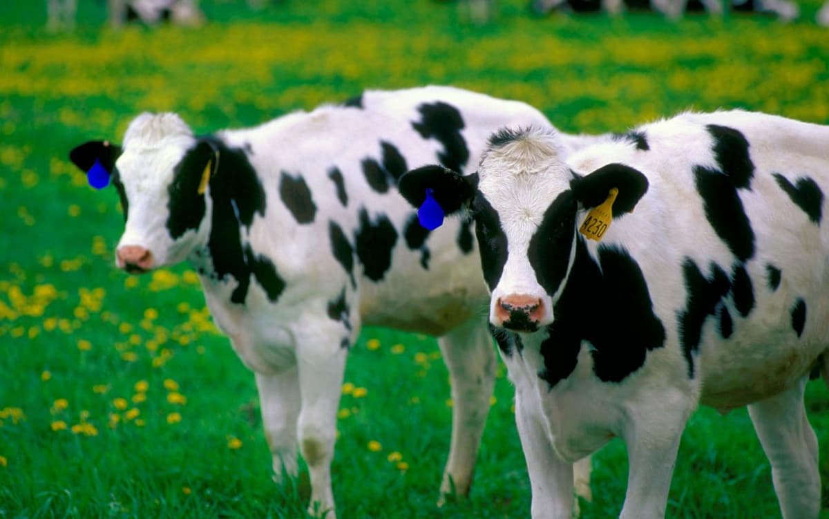 Lacune legislative: Subvenţii primite pentru animale inexistente