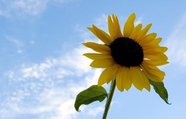 Temperaturile vor scădea, doar în sudul ţării vremea va rămâne călduroasă