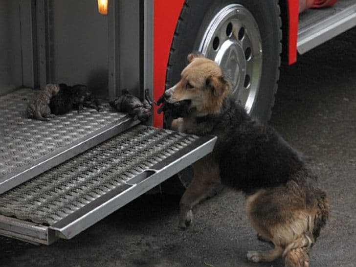 O căţeluşă şi-a salvat puii din incendiu şi i-a dus în cel mai sigur loc posibil