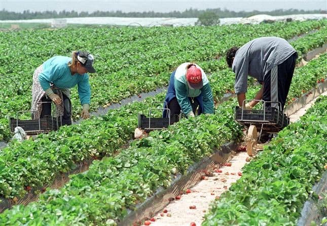Danemarca: 60 de locuri noi de muncă în agricultură
