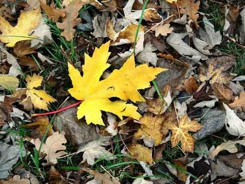 Săptămâna începe cu ploi, însă soarele preia controlul de marţi