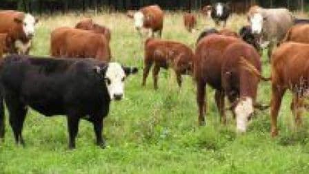 Un tren, pe punctul de a deraia după ce a lovit şapte animale