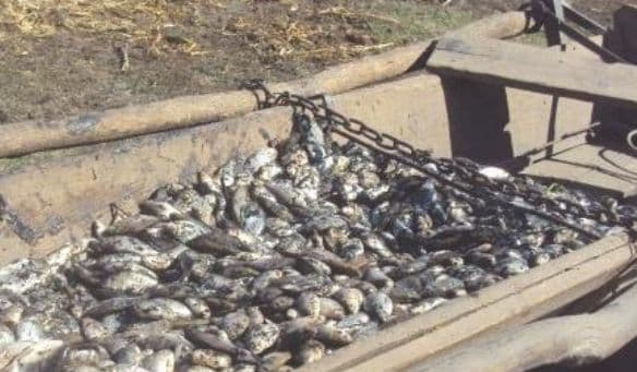 De necrezut. Locuitorii unei comune din Iaşi se bulucesc la peşte mort