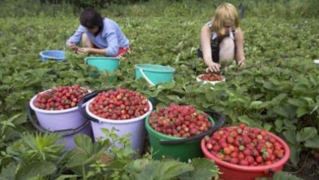 Românii plecaţi în străinătate au trimis peste 35 de miliarde de euro în ţară în ultimii opt ani