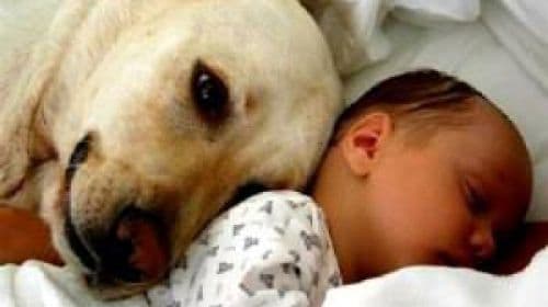 Bebeluș abandonat, găsit de un câine